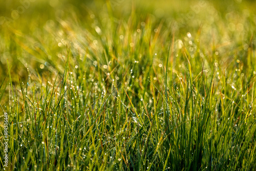 Dew Drops Shine On The Green Grass In The Morning