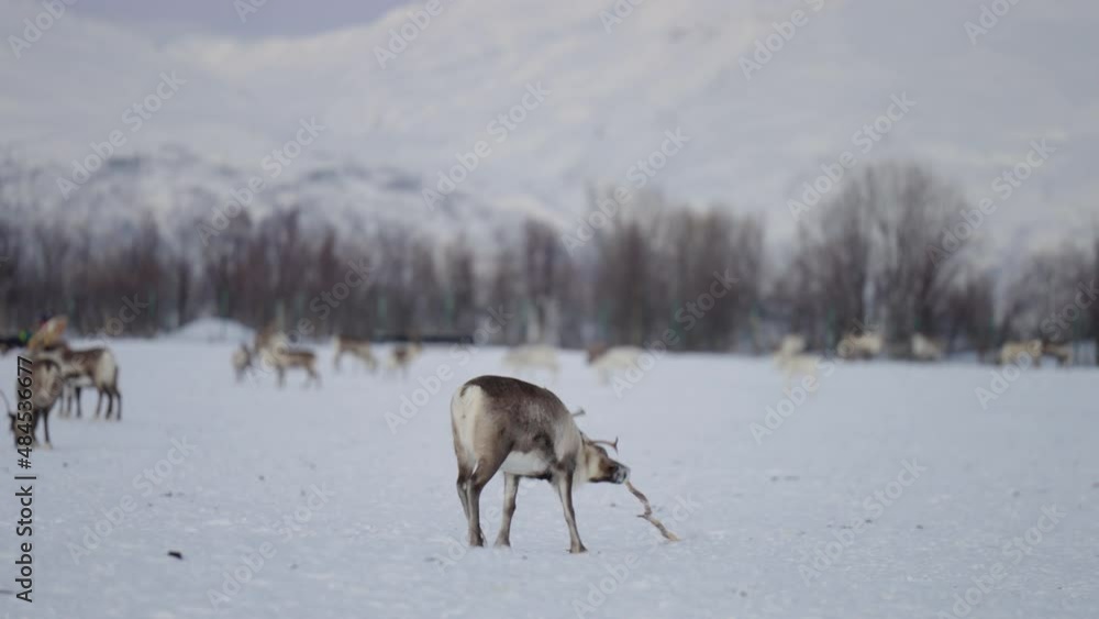 Reindeer with big antlers plays with tree branch, animal playing on white snow Reindeer with big antlers plays with tree branch, animal playing on white snow
