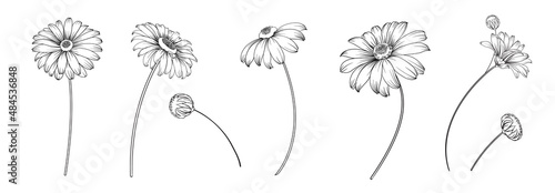 Set of differents flowers on white background.