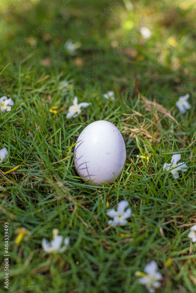 Easter white egg in the grass with white blossoms Easter white egg in the grass with white blossoms