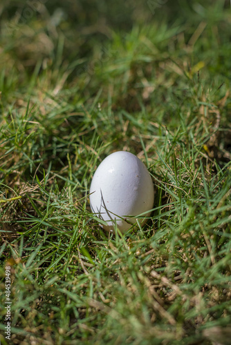white easter egg on a meadow in the sunshine