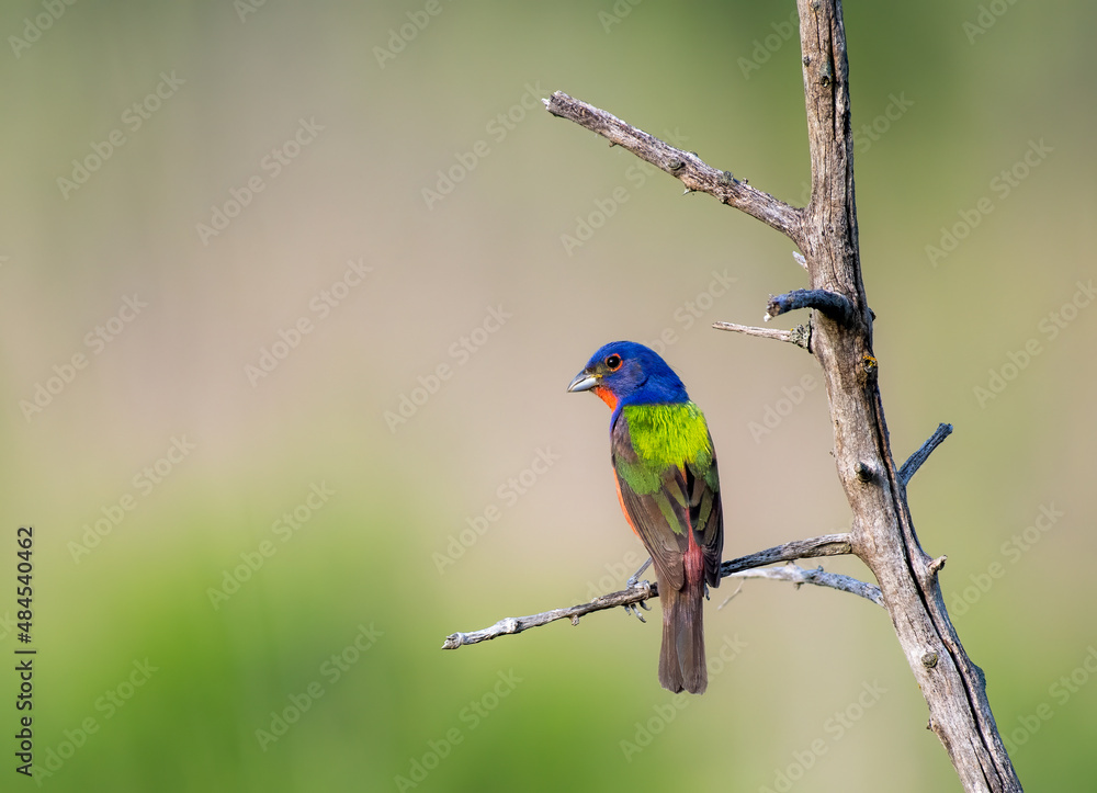Painted Bunting resting on a branch in Texas