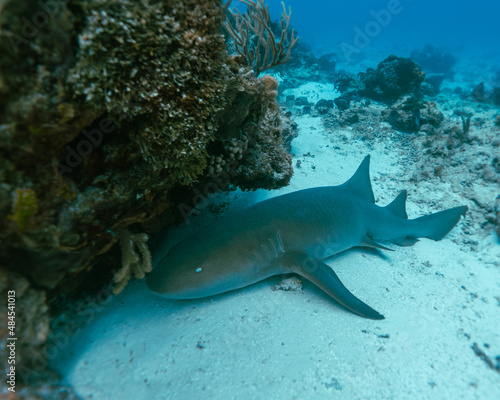 deep diving with nurse shark in playa del carmen Mexico