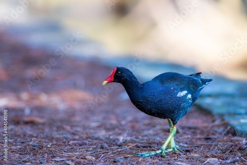 Common Gallinule foraging near a lake in Florida