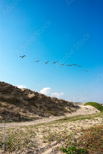 group of seagulls in golden dunes beach, with coastal herbs, tamualipas beach in mexico with blue sky