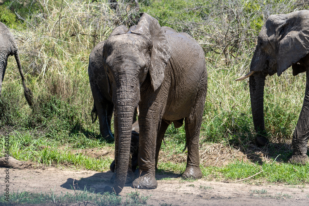 elephant tarangere safari