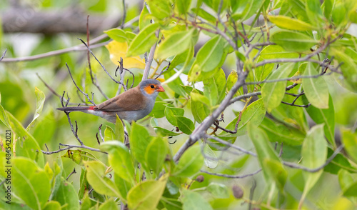 Orange Cheeked Waxbill in Puerto Rico