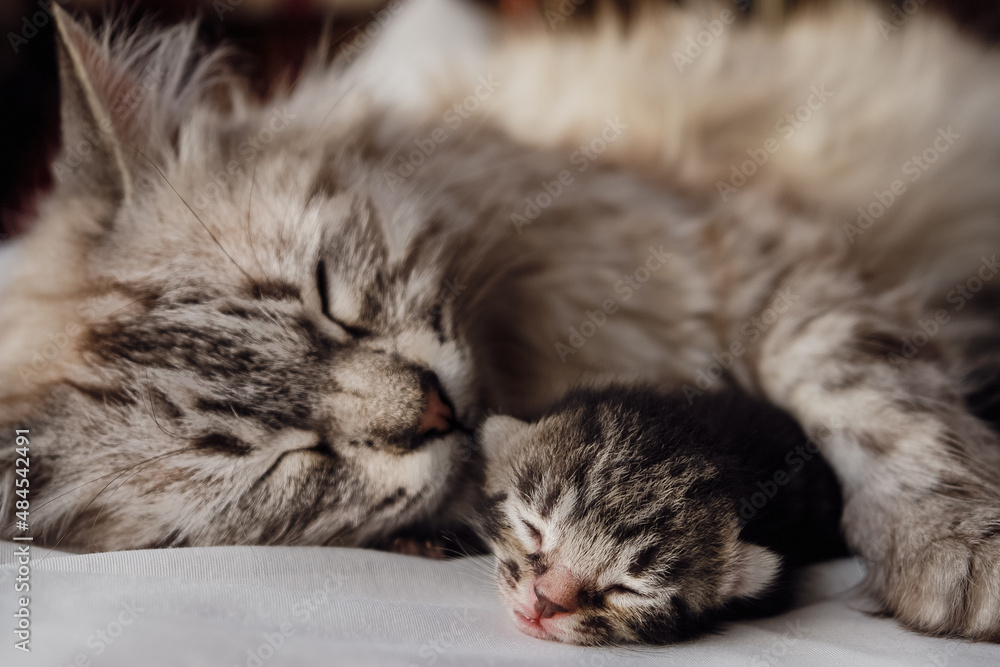 mother cat and newborn kitten