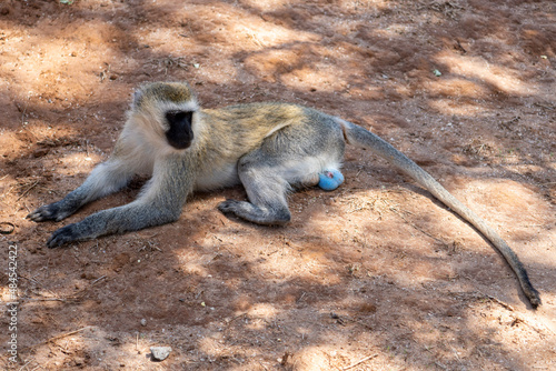 mother and baby baboon