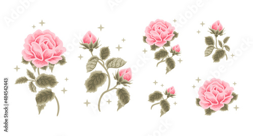 Set of vintage romantic pastel pink rose flower feminine logo, beauty label illustration and clipart elements