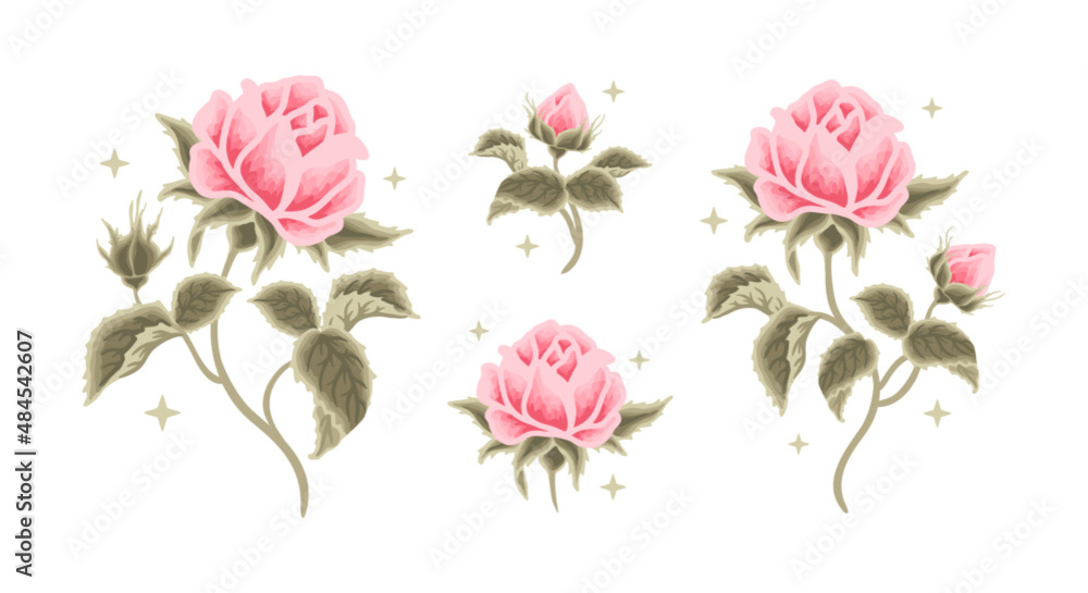 Collection of vintage romantic pastel pink rose flower feminine logo, beauty label illustration and clipart elements