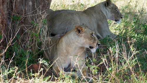lion cub panthera leo © TravelLensPro
