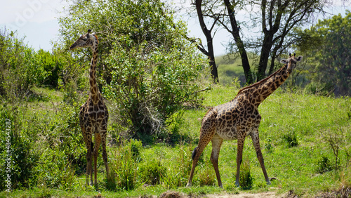 giraffe in the savannah