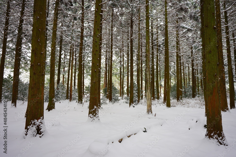 snow-covered scene in cedar woods snow-covered scene in cedar woods
