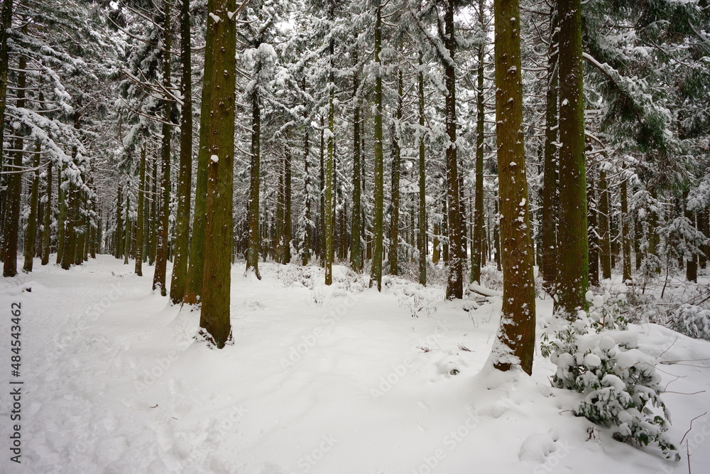 Fototapeta premium beautiful cedar forest covered with snow