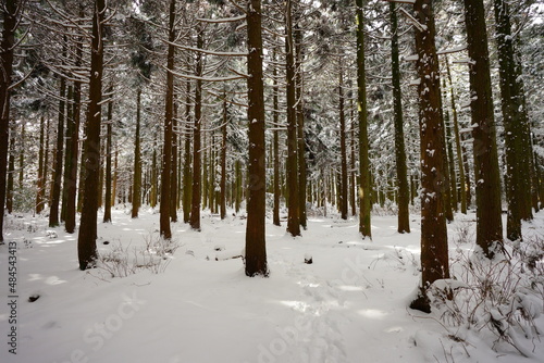 snowy cedar forest in the sunlight