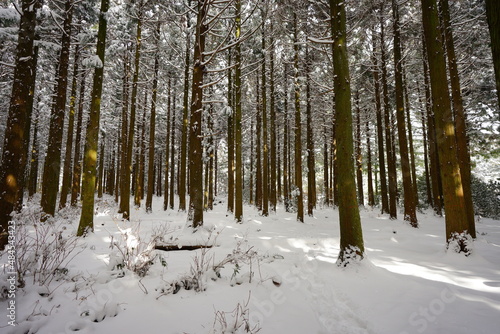 snowy cedar forest in the sunlight