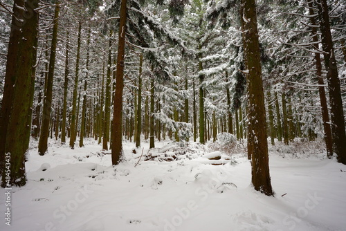 beautiful cedar forest covered with snow