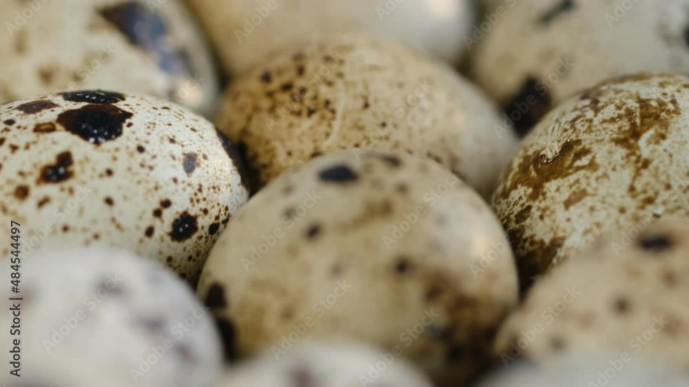 Close-up of quail eggs a rotating . Bright colorful quail eggs. Macro. Selective focus Close-up of quail eggs a rotating . Bright colorful quail eggs. Macro. Selective focus