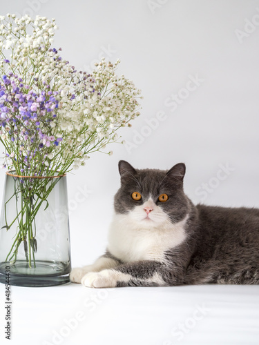 british shorthair cat and flower with vase