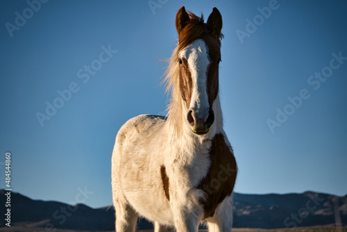 Piebald Skyline Nevada Mustang
