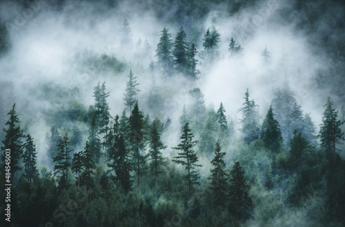 Panoramic view of misty forest. Foggy forest in a gloomy landscape