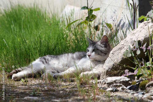 草陰で日向ぼっこする猫