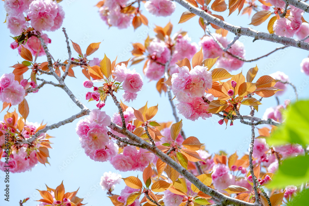ボタン桜と青空/サクラ/ボタンザクラ/さくらの花