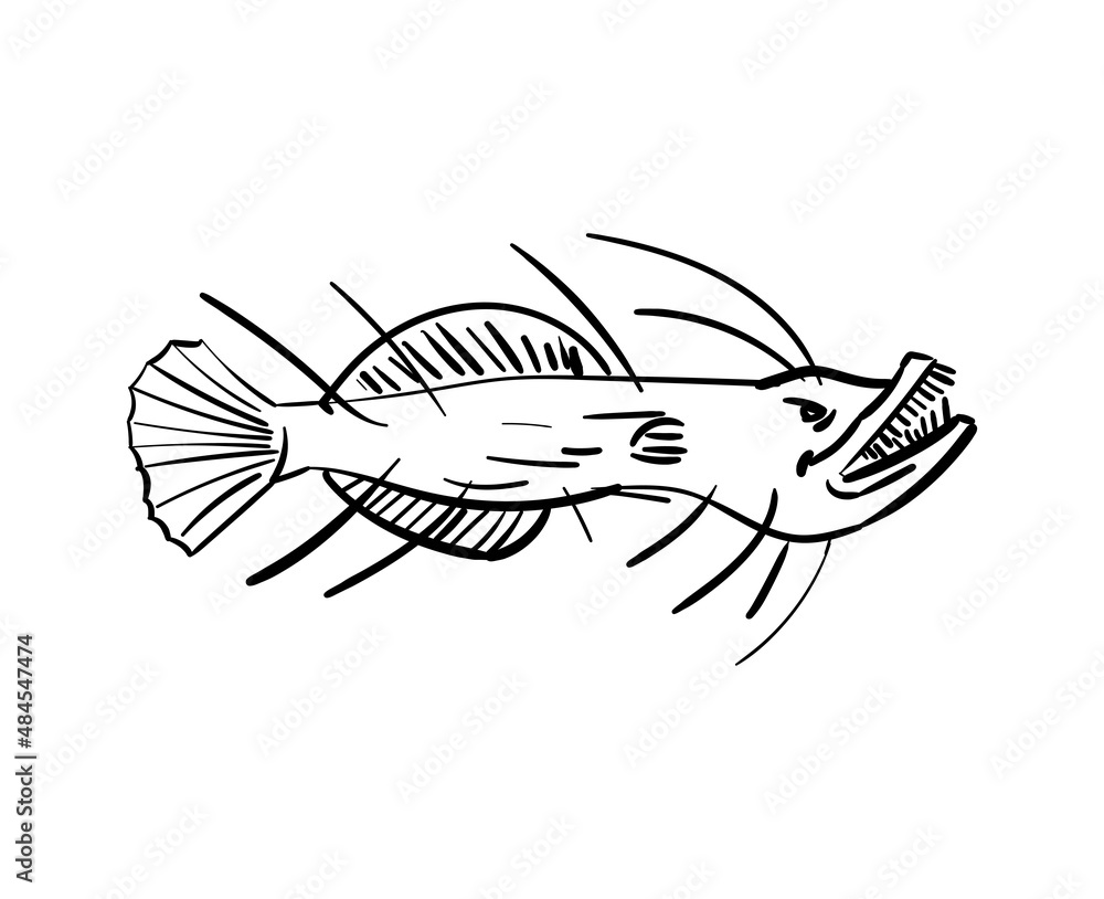Angler Deep sea fish hand drawing. Vector illustration Angler Deep sea fish hand drawing. Vector illustration