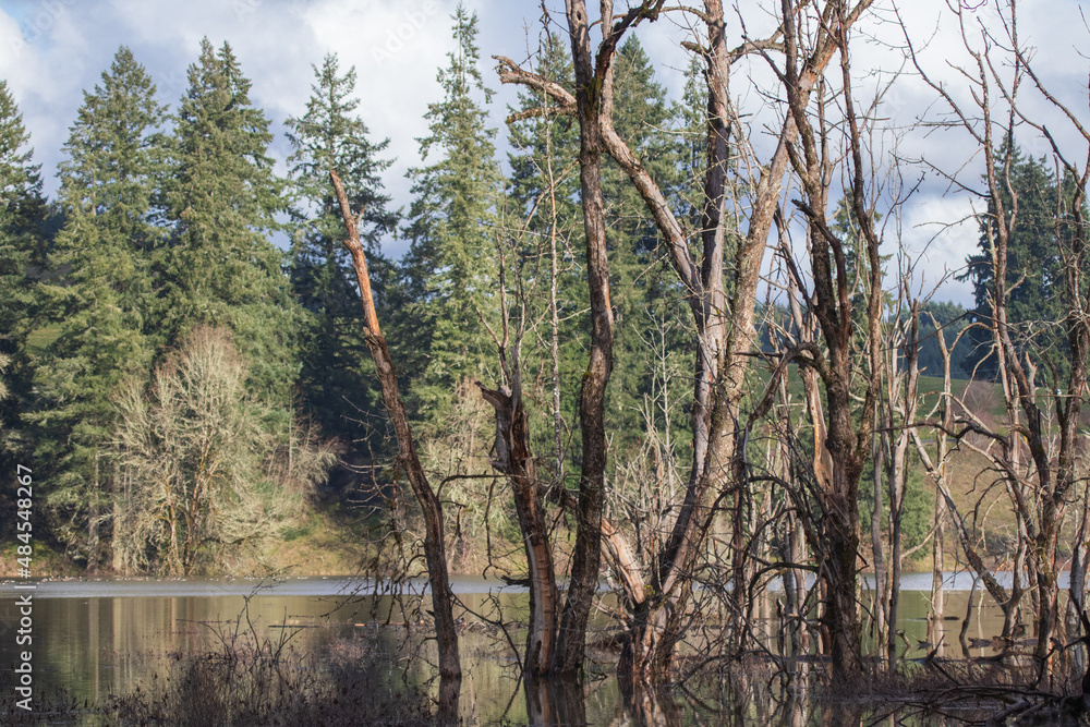 Fototapeta premium invierno