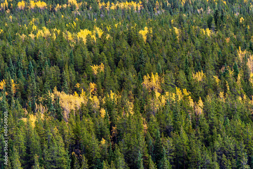 The incredible boreal forest of Canada in September with spruce  pine  birch and aspen trees with fall  autumn colors.