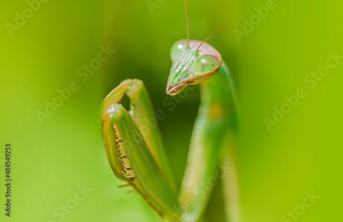 カマキリ　緑色のカマキリ　昆虫　カマキリの表情 photo