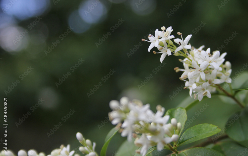 Texas Flowering Privet Ligustrum Shrub Shallow DOF Texas Flowering Privet Ligustrum Shrub Shallow DOF