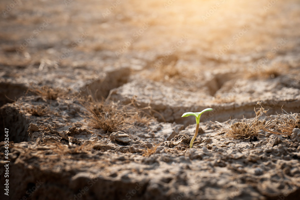 seedlings on cracked soil in dry season affected by global warming causes climate change, concept of environmental seedlings on cracked soil in dry season affected by global warming causes climate change, concept of environmental