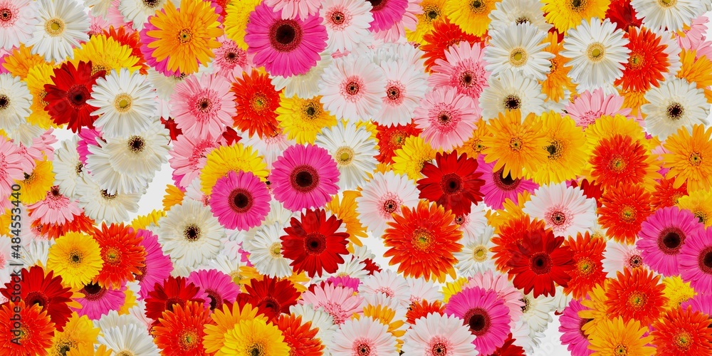 Fototapeta premium colorful flowers abstract