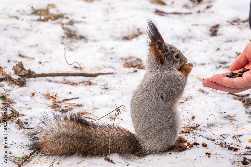 Fototapeta premium Squirrel eats nuts from a man's hand. Caring for animals in winter or autumn.