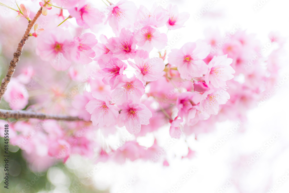 Cherry blossom