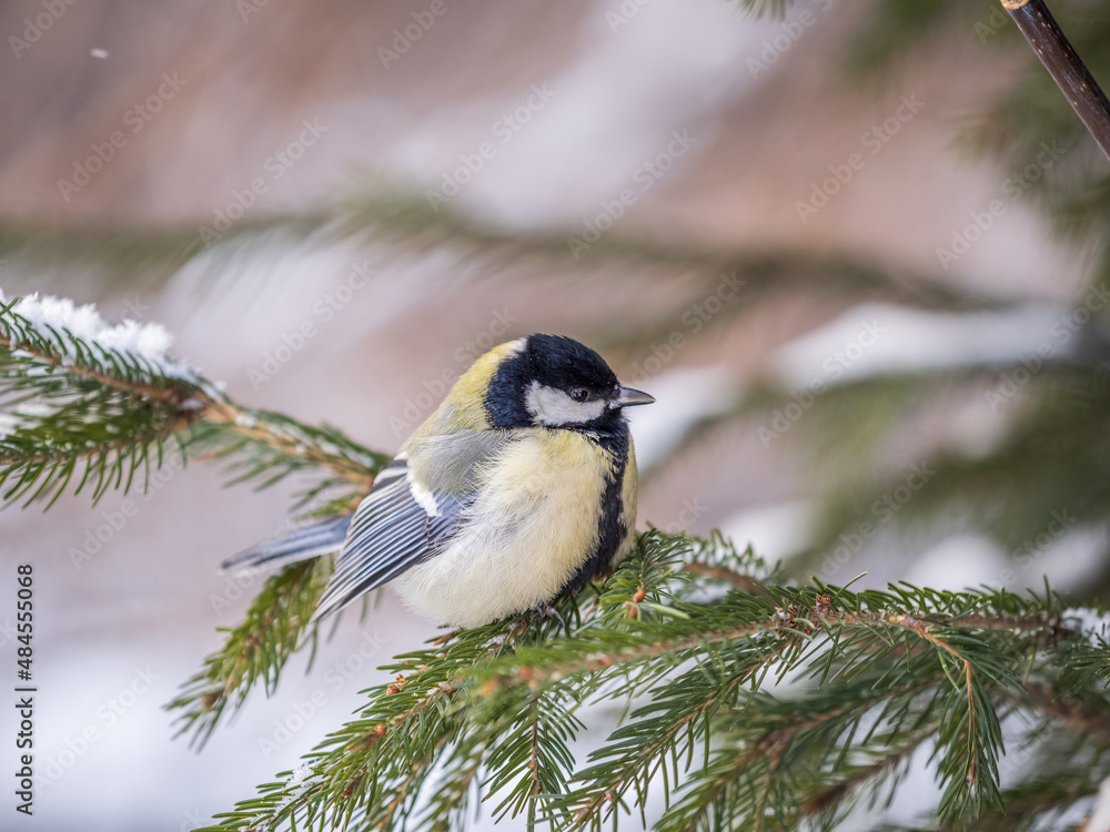 Cute bird Great tit, songbird sitting on the fir branch with snow in winter Cute bird Great tit, songbird sitting on the fir branch with snow in winter