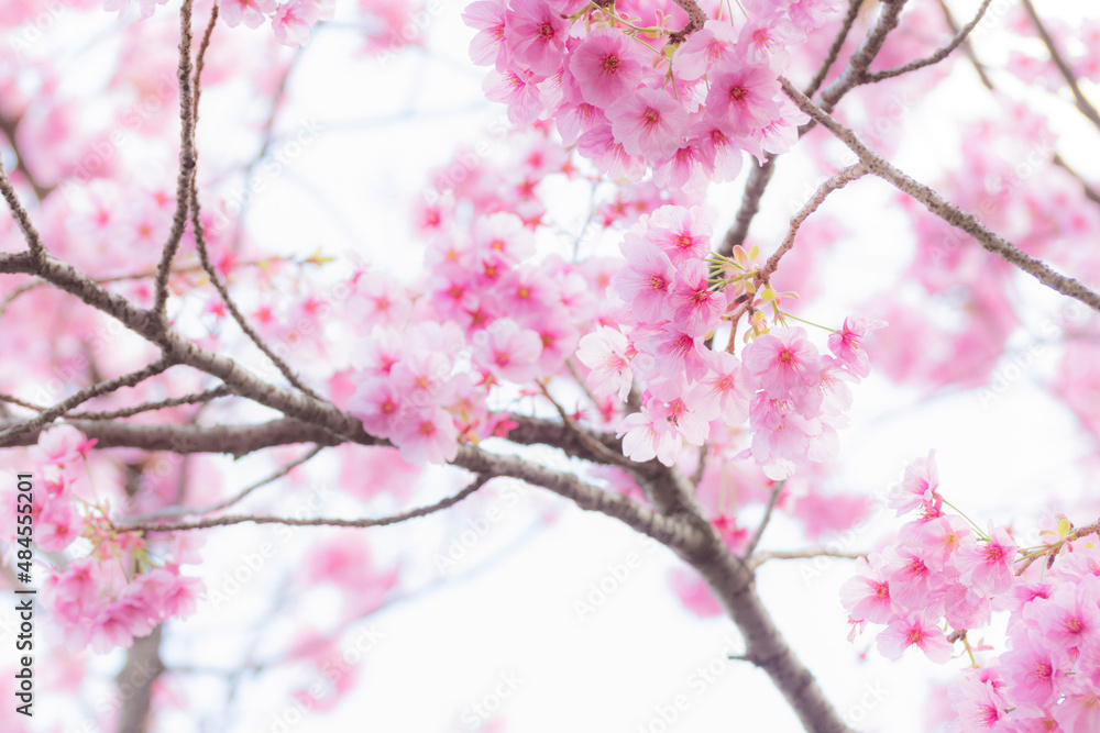 Cherry blossom Cherry blossom