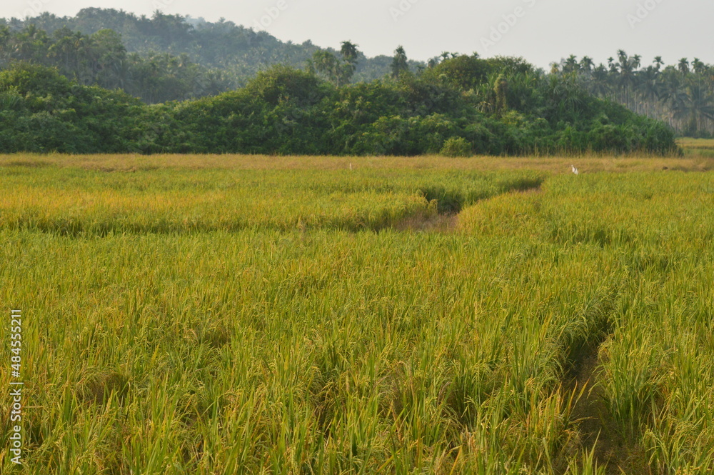 rice field in kerala