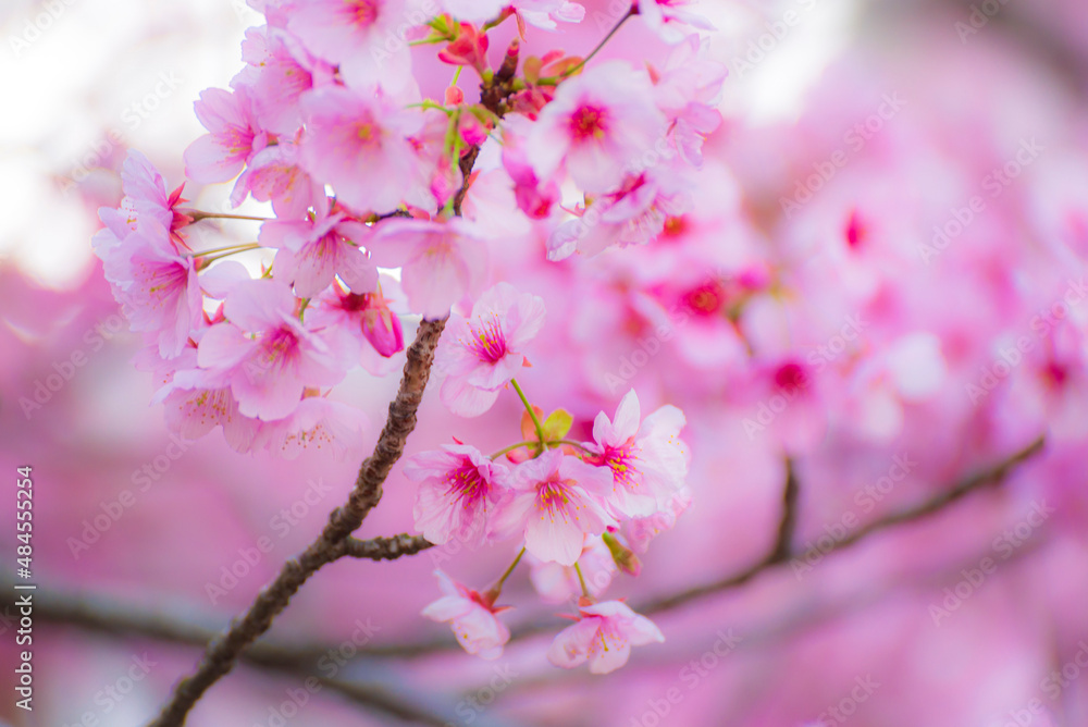 Obraz premium Cherry blossom