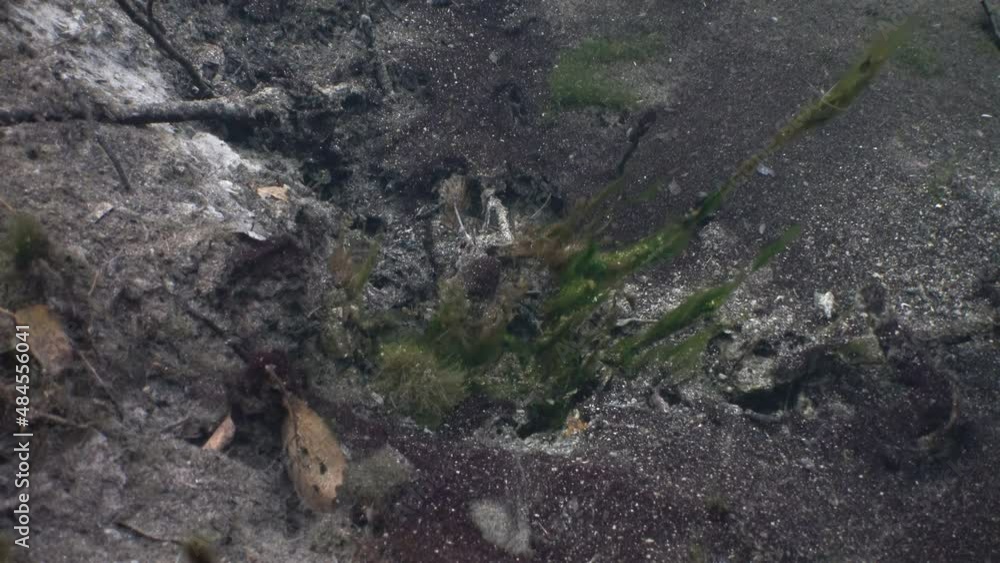 Strange view of freshwater spring bottom covered with algae. Strange view of freshwater spring bottom covered with algae.