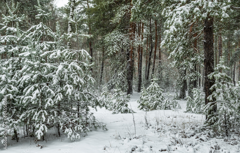 Snow fell to the ground and trees. Cold winter weather. Snow fell to the ground and trees. Cold winter weather.