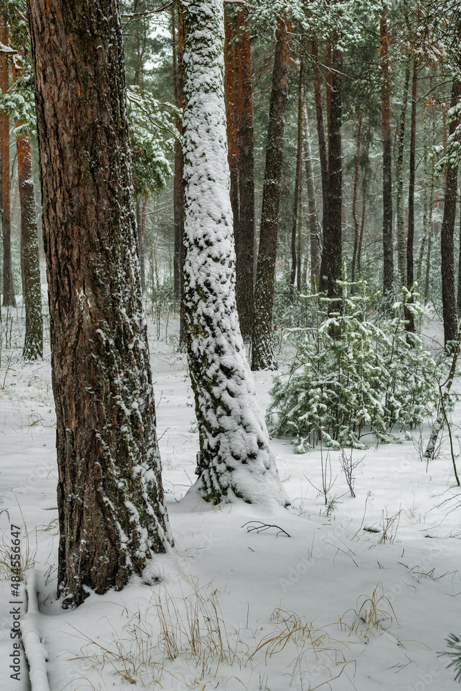 Naklejka premium Snow fell to the ground and trees. Cold winter weather.