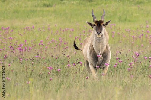 An Eland antelope walking peacefully through a grassland. photo
