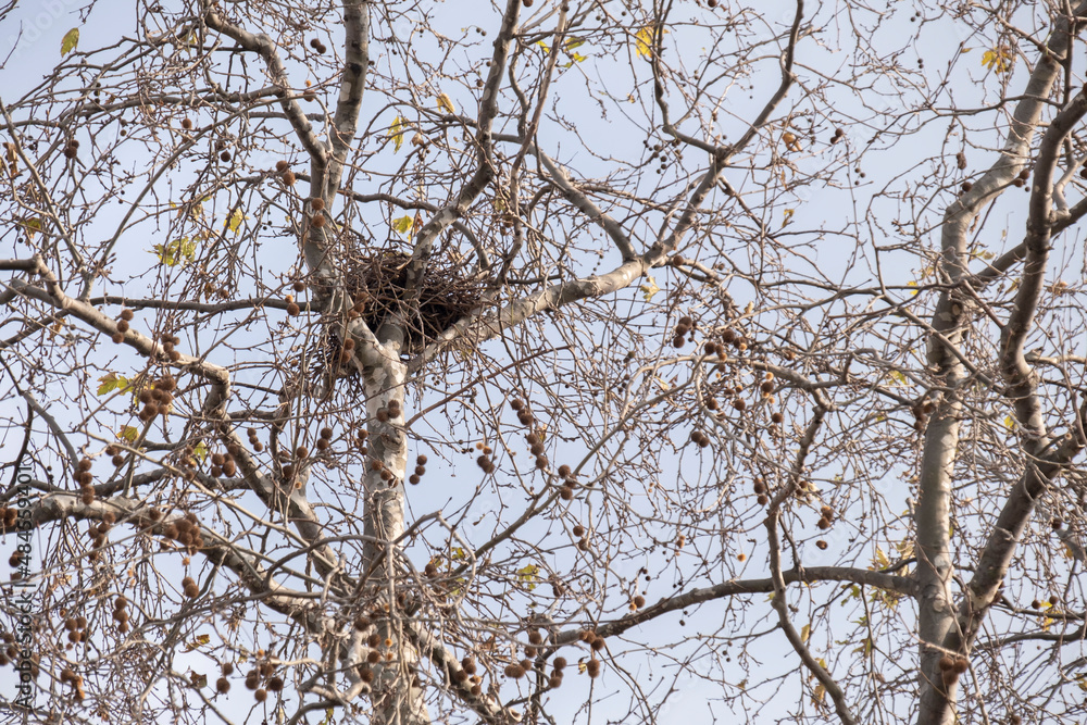empty birdhouse in the leafless tree. animal nest. empty birdhouse in the leafless tree. animal nest.