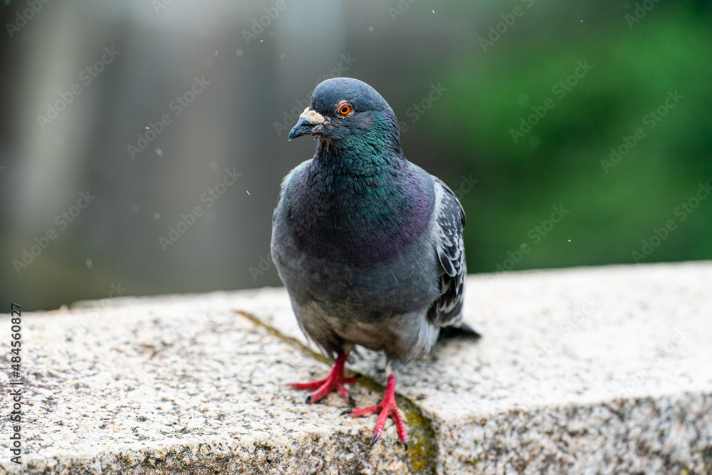 Obraz premium 鳩