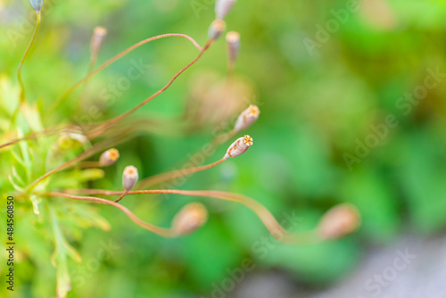 Wallpaper Mural 咲いたあと、種子 Torontodigital.ca