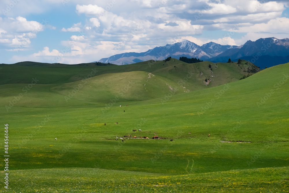 Beautiful green mountain valley with grazing horses. Mountain valley landscape.