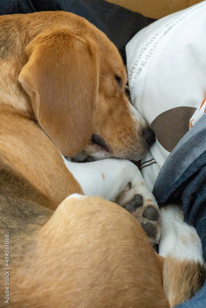 The beagle is napping. The beagle is napping.